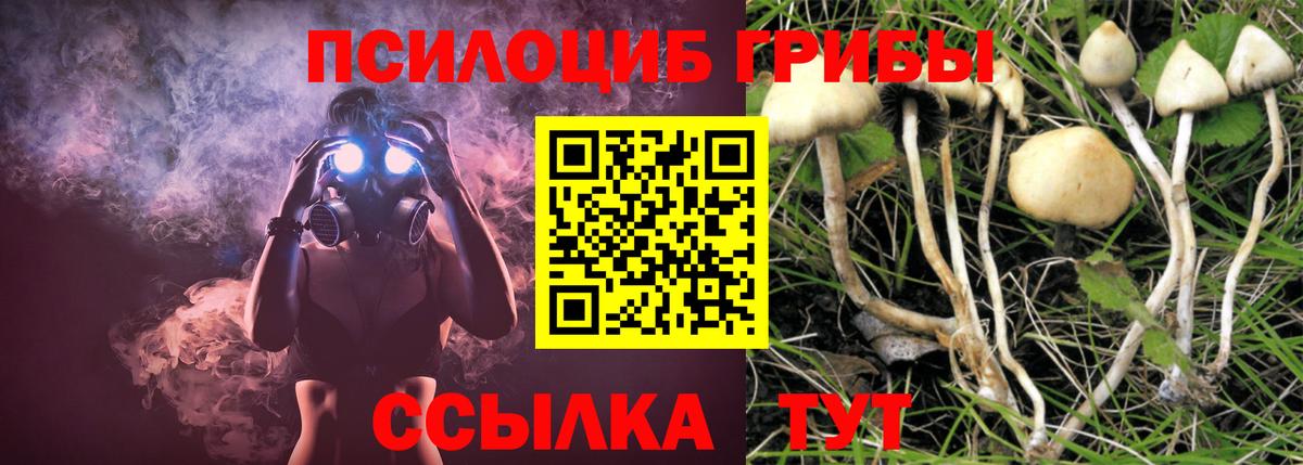 Урус-Мартан  Псилоцибиновые грибы Psilocybine cubensis  Вход с VPN 